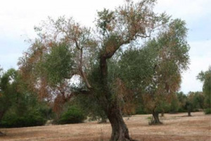 Ministro francese dell’Agricoltura, Stephane Le Foll, ha deciso, in attesa di una decisione della Ue, di vietare le importazioni dei vegetali a rischio Xylella dalla Puglia. Una scelta che, per Coldiretti, rischia di scatenare una guerra commerciale