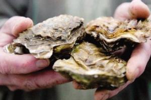 L’Italia sfida, ancora una volta, la Francia, e, dopo 120 anni, punta forte sulle “Ostriche della Spezia”, curate e allevate nel Golfo dei Poeti, nella capitale delle cozze. Se non per scalzare, almeno per contrastare lo strapotere dei cugini