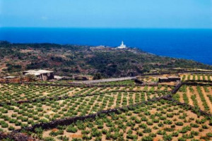Unesco: la pratica agricola della vite ad alberello di Pantelleria &egrave; Patrimonio dell&rsquo;Umanit&agrave;. Lo comunica il Ministero delle Politiche Agricole. Focus: Zibibbo di Pantelleria, caratteristiche e iter. Coldiretti: &ldquo;...adesso tocca alla Pizza&rdquo;