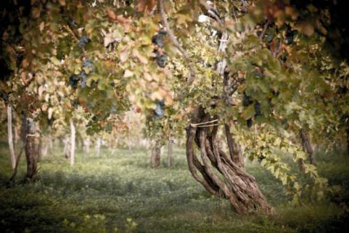 Una delle vigne monumentali, ribattezzate dal professor Scienza Patriarchi