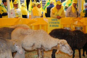 PECORE IN RIVOLTA: DAL MINISTERO ALLA PIAZZE PER IL PREZZO DEL LATTE. AL TAVOLO CON GLI ALLEVATORI, GLI INDUSTRIALI DICONO NO ALLE TRATTATIVE PERCHÉ “MANCA IL CLIMA ADEGUATO”. COLDIRETTI: SCUSA “STRUMENTALE ED OLTRAGGIOSA”