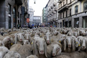 SE IL SUPERMERCATO DIVENTA “CONTRIBUTORS” CINEMATOGRAFICO: COME “UNES”, CATENA DEL GRUPPO FINIPER, PER LA REALIZZAZIONE DE “L’ULTIMO PASTORE”, FILM DI MARCO BONFANTI, STORIA DI UN PASTORE CHE VA IN CITTÀ, SIMBOLO DI UN MONDO IN VIA DI ESTINZIONE