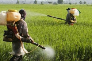 Infrazioni nel 3% dei 21.000 controlli svolti nel corso del 2015 in aziende agricole e rivendite di diserbanti e insetticidi, ma le infrazioni gravi, come rivela il rapporto del Ministero della Salute, sono in drastico calo