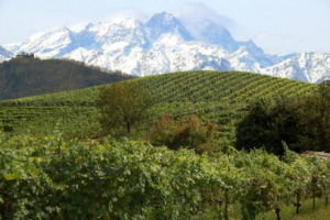 IN TEMPO DI CRISI LA TERRA E&rsquo; COME L&rsquo;ORO, SIA COME IL PIU&rsquo; CLASSICO DEI BENI RIFUGIO, SIA COME CONCRETA OPPORTUNITA&rsquo; DI LAVORO, TRA PASCOLI CALABRESI A 1.000 L&rsquo;ETTARO ED IRRAGGIUNGIBILI VIGNETI TOSCANI CHE TOCCANO VALUTAZIONI DI 500.000 EURO