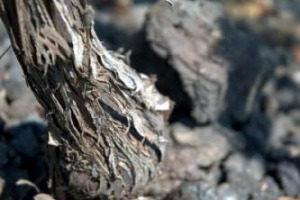 C&rsquo;&Eacute; UN MONDO ENOICO, DA DA SOAVE ALL&rsquo;ETNA, CON RADICI ANTICHE, CHE AFFONDANO &ldquo;NEI VULCANI&rdquo; E NEI LORO TERRITORI, DANDO VITA A VINI DAVVERO UNICI. CHE MERITANO DI ESSERE STUDIATI E RACCONTATI MEGLIO E DI PI&Ugrave;. ECCO IL MESSAGGIO DI &ldquo;VULCANIA NAPOLI&rdquo;
