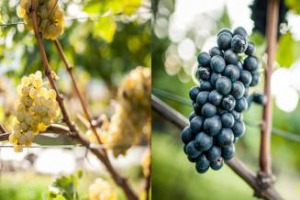 Antichi, ci sono due vitigni internazionali che in Alto Adige hanno trovato il loro habitat ideale: a celebrarli, &ldquo;Spatium Pinot Blanc&rdquo; e &ldquo;Le Giornate del Pinot Nero&rdquo; (Appiano & Egna, 3-7 maggio)