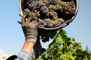 Potrebbe essere la &ldquo;next big thing&rdquo; del vino italiano dopo il Prosecco, e i primi passi sembrano confermarlo: gi&agrave; ordini per 230.000 ettolitri (75 milioni di euro) per il Pinot Grigio Doc delle Venezie. Albino Armani: &ldquo;inizio incoraggiante&rdquo;