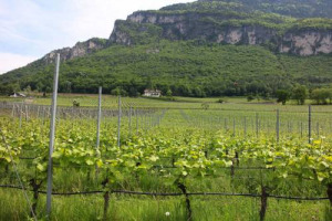 Klosterhof, Elena Walch, Weingut Plonerhof, i top del Concorso Nazionale del Pinot Nero d&rsquo;Italia n. 14. Dal 6 all&rsquo;8 maggio, a Egna e Montagna (Bolzano), &ldquo;Le Giornate del Pinot Nero&rdquo;, con vini da tutto il mondo (focus su Borgogna e Nuova Zelanda)