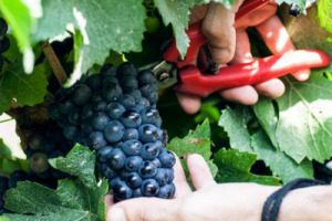 La vendemmia 2014 parte anche al Nord, con i primi grappoli raccolti dalla griffe di Franciacorta Castello Bonomi (gruppo Paladin). &ldquo;Con viticoltura di precisione sar&agrave; un&rsquo;annata eccellente&rdquo;. Focus - Coldiretti: &ldquo;arriva caldo salva vendemmia&rdquo;