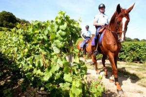 PERICOLO FURTI TRA I FILARI DELLA CHAMPAGNE, E LA GARDE R&Eacute;PUBLICAINE MANDA I CAVALIERI DELLA CASERMA DES C&Eacute;LESTINS DI PARIGI A VEGLIARE SUI PREZIOSI GRAPPOLI, CHE SUL MERCATO VALGONO BEN 6,50 EURO AL CHILO. UN VERO E PROPRIO TESORO