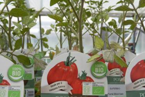 C’è pomodoro e pomodoro: quello nato dalle ricerche coordinate dalla professoressa Manuela Giovannetti del dipartimento di Scienze Agrarie, Alimentari e Agro-ambientali dell’Università di Pisa, è addirittura “SuperBio” (ed è già in commercio)