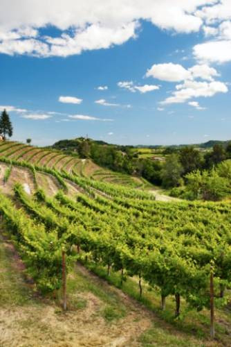 Le siepi e gli alberi per valorizzare la biodiversità: la novità del bando di ampliamento degli ettari del Prosecco Doc