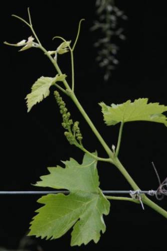 La vite da cui nasce il Prosecco Superiore