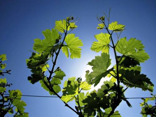 Foglie di vite da cui nasce il Prosecco Superiore