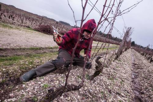 I Preparatori di Uve a Chateau d’Yquem