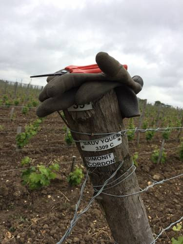 I Preparatori di Uve a Chateau d’Yquem