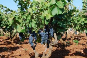 PRIMITIVO DI MANDURIA, LA PRIMA VENDEMMIA DELLA PRIMA DOCG DI PUGLIA. MA LE NOVIT&Agrave; SONO SOPRATTUTTO NELLA DOC. I CAMBIAMENTI IN ATTO IN UNO DEI &ldquo;FUORICLASSE&rdquo; D&rsquo;ITALIA. FOCUS: UNO DEI VITIGNI SPECIALISSIMI DEL SUD ITALIA ...