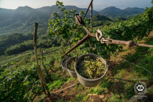 Cresce in Italia in valore e volume (soprattutto al Sud e nelle Isole) e aumenta le sue quotazioni all&rsquo;estero il Conegliano Valdobbiadene Prosecco Superiore Docg. Il presidente del consorzio Innocente Nardi: &ldquo;successo del lavoro di 3.000 persone&rdquo;