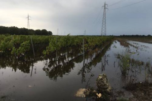Il Salento messo in ginocchio dal maltempo vede molte aziende vitivinicole correre il serio rischio di perdere la met&agrave;, se non tutta, la vendemmia 2016. L&rsquo;allarme di Angelo Maci, alla guida di Cantina Due Palme. Salvi i vigneti di Manduria