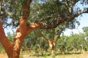 Asset economico ma non solo, la quercia da sughero vive la sua rivincita in Portogallo. Grazie alla crescita dei tappi, ma anche alla necessit&agrave; di rimboscare le aree del Paese colpite dagli incendi del 2017 con una pianta particolarmente resistente
