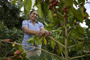 Giornata Mondiale del Caffè - Due miliardi tazzine bevute al dì nel mondo e 25 milioni di persone impegnate nel settore. Auguri al primo “Caffè Solidal Coop”. Illy, Lavazza, Nespresso per i produttori locali, “The New York Times” & il vero cappuccino