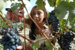 NEL 2013, SECONDO L&rsquo;UNAR, GLI ATTI DISCRIMINATORI NEL MONDO DEL LAVORO SONO STATI IL 16% DEL TOTALE, CONCENTRATI PER IL 71,9% AL MOMENTO DELL&rsquo;ACCESSO. MA NEL VINO &Egrave; DIVERSO, VINCE L&rsquo;EQUILIBRIO, E L&rsquo;UNICO OSTACOLO &Egrave; NELLE POSSIBILIT&Agrave; DI CARRIERA