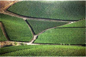 L’ENOLOGO COTARELLA DÀ I VOTI ALLA SICILIA: “QUELLA DEL 2008 È UNA VENDEMMIA QUASI PERFETTA” … AVANTI CON LA DOC SICILIA, CHE VEDE D’ACCORDO PLANETA (ASSOVINI) E LA VIA (REGIONE SICILIA): “LA DOC È L’OMBRELLO SOTTO IL QUALE VALORIZZARE LE DIVERSITÀ”