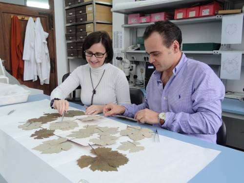I ricercatori dell’Herbarium Madrid