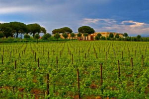 NASCE ROCCA DI MONTEMASSI: DA MAREMMA AMARA A TERRA PROMESSA DEL VINO. NELLA “NAPA VALLEY” ITALIANA SI REALIZZA UN BEL SOGNO DI SVILUPPO SOCIO-ECONOMICO, IMMAGINATO SOLO NEGLI ANNI SESSANTA DA UNO DEI PIU’ ORIGINALI INTELLETTUALI, LUCIANO BIANCIARDI NASCE ROCCA DI MONTEMASSI: DA MAREMMA AMARA A TERRA PROMESSA DEL VINO. NELLA “NAPA VALLEY” ITALIANA SI REALIZZA UN BEL SOGNO DI SVILUPPO SOCIO-ECONOMICO, IMMAGINATO SOLO NEGLI ANNI SESSANTA DA UNO DEI PIU’ ORIGINALI INTELLETTUALI, LUCIANO BIANCIARDI