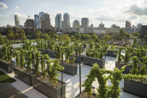 La vigna sui tetti di Brooklyn vinificher&agrave; a breve i suoi grappoli &ldquo;vista Manhattan&rdquo;, grazie a Rooftop Reds, che unisce tradizione vinicola e innovazione urbana. Vigneti urbani, storici e recenti, sono ormai diffusi, ma sui tetti ancora mancavano