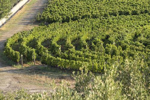 Il “giardino varietale” a Rosaneti, un vigneto dalla caratteristica forma a spirale, diventato il simbolo dell’azienda Librandi