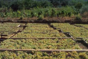 UN ARCIPELAGO, UN VITIGNO E LA STORIA SECOLARE DI UNA VITICOLTURA EROICA: E&rsquo; QUESTA LA FORZA DELLA MALVASIA DELLE LIPARI CHE, NEL SUO &ldquo;MALVASIA DAY&rdquo; BY TASCA D&rsquo;ALMERITA, RACCONTA LA STORIA DI UN&rsquo;INTERA CIVILT&Agrave; ENOICA