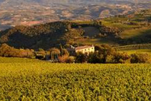 La griffe Allegrini investe ancora nel Brunello di Montalcino: sale al 100% di San Polo (16 ettari, di cui 8 a Brunello), acquisendo il 50% della societ&agrave; da Leonardo LoCascio, fondatore di Winebow. La conferma a WineNews di Marilisa Allegrini