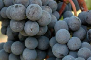 Fare di Montalcino la &ldquo;capitale culturale&rdquo; del Sangiovese, aperta al mondo: ecco il progetto &ldquo;Sanguis Jovis&rdquo; della Fondazione Banfi. Dal 25 al 29 settembre la prima &ldquo;Summer School&rdquo;, dedicata ai profili del Sangiovese