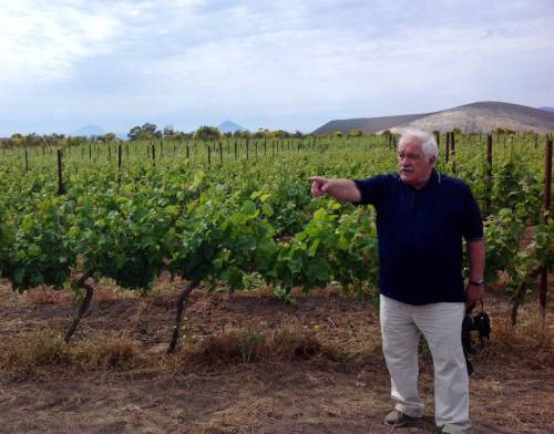 Attilio Scienza tra i vigneti di Vulcano