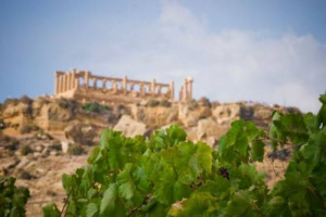 Il Parco Archeologico di Selinunte, il pi&ugrave; grande d&rsquo;Europa, continua a legarsi al mondo agricolo: dopo il sostegno della Cantina Settesoli, ora arriva il protocollo con Coldiretti per riportare ulivi, vigne e grano nei 300 ettari del parco