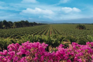 Vino italiano sempre pi&ugrave; &ldquo;bio&rdquo;, e dalla Sardegna &egrave; in arrivo una delle riconversioni pi&ugrave; grandi del Belpaese: dal 2018 tutti i 541 ettari di vigneto della storica Sella & Mosca (520 in corpo unico) oggi della famiglia Moretti, saranno a biologico