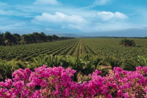 Tutti i 541 ettari vitati di Sella e Mosca, compresi i 520 in corpo unico, appezzamento tra i più grandi in Europa, dal 2018 saranno tutti a regime biologico