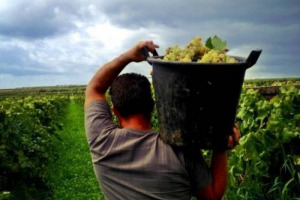 Nel ciclo della vite e del vino, la vendemmia &egrave; sempre il momento pi&ugrave; atteso. Un rituale che oggi torna ad animare i filari di Pinot Grigio della Sicilia, proprio nel giorno in cui parte la raccolta del Pinot Nero in Napa Valley
