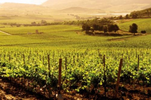 Il clima cambia, la viticoltura, di conseguenza, anche, e la scienza cerca risposte a problemi come il riscaldamento climatico e la necessit&agrave; di consumare meno acqua. Obitettivo dei portainnesti &ldquo;M&rdquo; di Universit&agrave; di Milano, Winegraft e Vivai Rauscedo