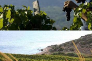 Sicily en Primeur: history, research and chalices