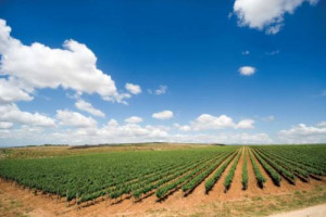 LA CANTINA RISPARMIA, E L&rsquo;AMBIENTE E IL VINO GUADAGNANO IN QUALIT&Agrave;. COME? CON &ldquo;MAGIS&rdquo;, IL PROGETTO PER UNA VITICOLTURA ECO-FRIENDLY BASATA SULLA SCIENZA CHE METTE INSIEME IL MONDO DELLA RICERCA E PRODUTTORI. FOCUS - IL COMMENTO DEL PROFESSOR SCIENZA