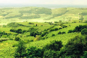 Il territorio del Soave, con le sue colline vitate, &egrave; la prima Doc del vino del Belpaese ad entrare nel &ldquo;Registro nazionale dei paesaggi rurali di interesse storico&rdquo;. Il direttore del Consorzio, Aldo Lorenzoni: &ldquo;grande risultato per la denominazione&rdquo;