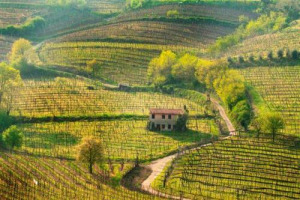 VULCANIA 2012 - NOTE DI CENERE O SULFUREE, PROGRESSIONE GUSTATIVA &ldquo;ROCCIOSA&rdquo;, SALE, PIETRA ED ENERGIA: ECCO I TRATTI COMUNI DEI VINI DEI VULCANI. &ldquo;MA TANTE DIFFERENZE TRA SUOLI VULCANICI E TERRITORI CON VULCANI ATTIVI&rdquo;, SPIEGA IL PROFESSOR SCIENZA