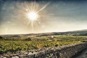 Sostenibilit&agrave;, fondamentale per tutti ad eccezione forse solo di Trump. Ma in Usa 2 appassionati su 10 acquistano vini sostenibili certificati. Per ora: la difficile identificazione ne ostacola la maggiore diffusione. Cos&igrave; Nomisma Wine Monitor & Viva