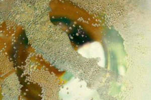 Gli spumanti italiani verso un nuovo record dell&rsquo;export, a 1,3 miliardi di euro nel 2017, dice Coldiretti. Prosecco traino, ma apre le porte dei mercati a tutti i territori. E, secondo Nomisma, le bolla da &ldquo;autoctono&rdquo; &egrave; nuova moda tra gli italiani