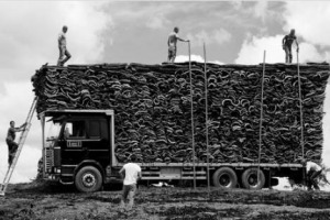 Tra sostenibilit&agrave;, marketing e informazioni che sfatano falsi miti: il sughero ed il suo ruolo per vino e ambiente entra nelle Universit&agrave; grazie ad Apcor (Associazione Portoghese Produttori Sughero), come racconta Carlos Dos Santos (Amorim Cork)