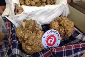 Il Comune di Acqualagna “capitale” del tartufo nelle Marche, denuncia lo Stato italiano alla Commissione Ue per non essersi adeguato al diritto comunitario. L’accusa? Il non riconoscimento del tubero come prodotto agricolo e l’indetraibilità dell’Iva