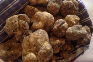 400 euro ad etto per il tartufo bianco, il doppio del 2014, per un business da mezzo miliardo di euro e 200.000 cercatori “ufficiali”, eccellenza del made in Italy per la quale serve però più trasparenza: Così la Coldiretti