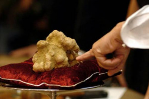 Per la gioia dei gourmet l’arrivo dell’autunno “vero” migliora la stagione del tartufo già buona in qualità ora anche in quantità. E da Alba aspettando l’Asta mondiale, alle Crete Senesi alla vigilia della Mostra, prezzi scendono: 2.500-3.500 euro/kg